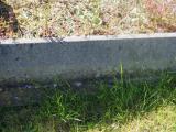 image of grave number 954011